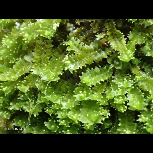 <i>Lophozia ventricosa</i> (Dicks.) Dumort., 1835 © H. TINGUY