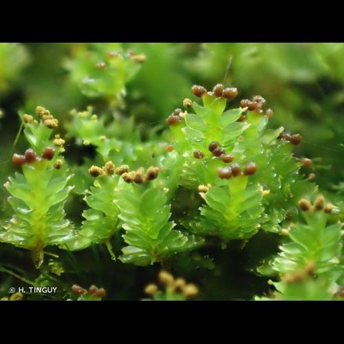 <i>Tritomaria exsecta</i> (Schmidel ex Schrad.) Schiffn. ex Loeske, 1909 © H. TINGUY