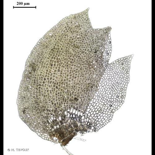 <i>Tritomaria exsectiformis</i> (Breidl.) Schiffn. ex Loeske, 1909 © H. TINGUY