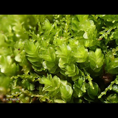 <i>Solenostoma gracillimum</i> (Sm.) R.M.Schust., 1969 &copy; H. TINGUY