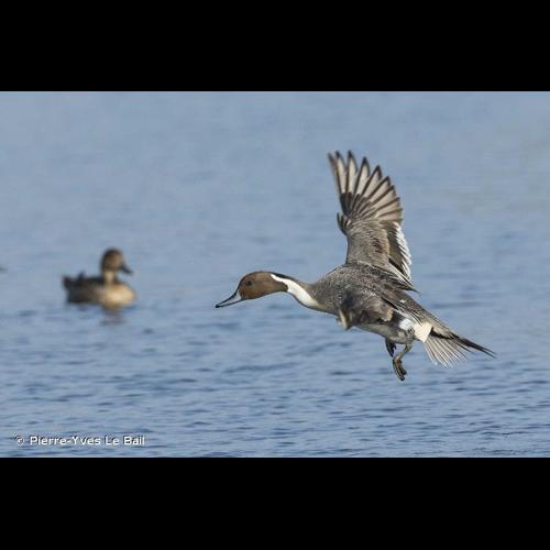 <i>Anas acuta</i> Linnaeus, 1758 © Pierre-Yves Le Bail