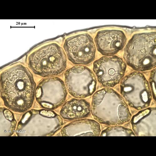 <i>Nardia scalaris</i> Gray, 1821 &copy; H. TINGUY