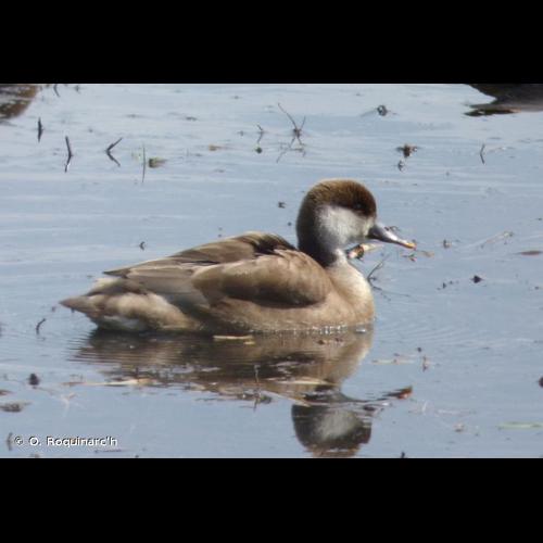 <i>Netta rufina</i> (Pallas, 1773) © O. Roquinarc'h
