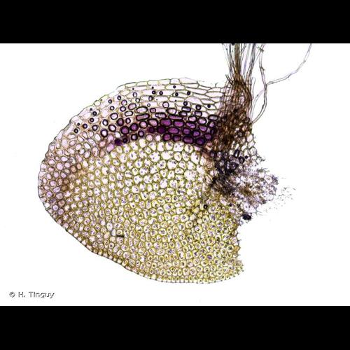 <i>Gongylanthus ericetorum</i> (Raddi) Nees, 1836 &copy; H. Tinguy