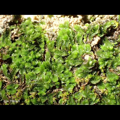 <i>Southbya nigrella</i> (De Not.) Henriq., 1886 &copy; H. TINGUY