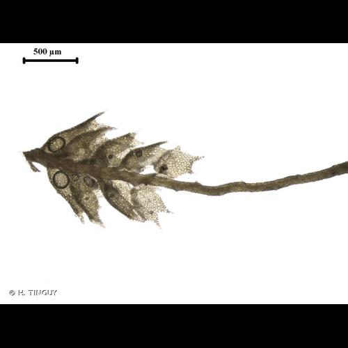 <i>Plagiochila exigua</i> (Taylor) Taylor, 1846 © H. TINGUY