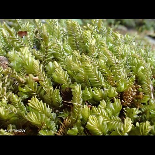 <i>Plagiochila porelloides</i> (Torr. ex Nees) Lindenb., 1840 © H. TINGUY