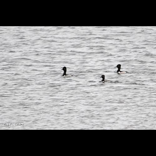 <i>Aythya collaris</i> (Donovan, 1809) © J.P. Siblet