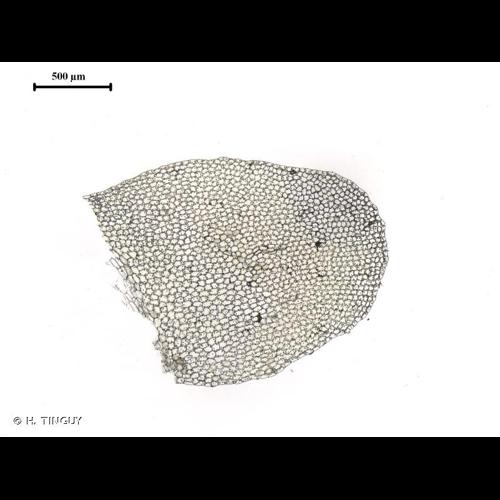 <i>Chiloscyphus pallescens</i> (Ehrh. ex Hoffm.) Dumort., 1831 © H. TINGUY