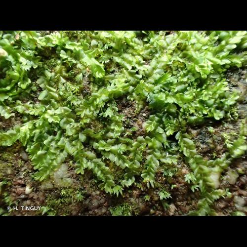 <i>Chiloscyphus polyanthos</i> (L.) Corda, 1829 © H. TINGUY