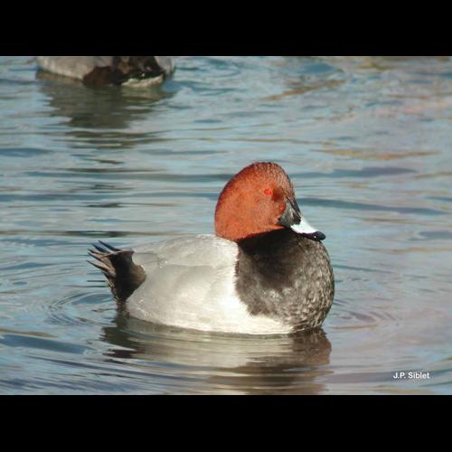 <i>Aythya ferina</i> (Linnaeus, 1758) © J.P. Siblet
