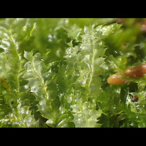 <i>Lophocolea bidentata</i> (L.) Dumort., 1835 © H. TINGUY