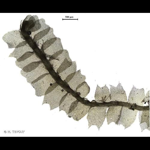 <i>Lophocolea heterophylla</i> (Schrad.) Dumort., 1835 © H. TINGUY