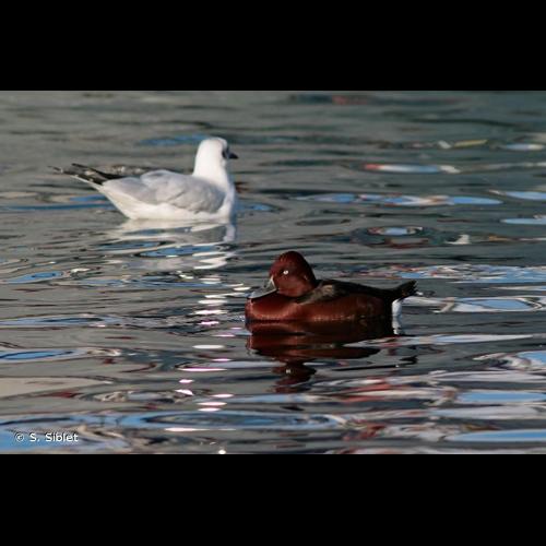 <i>Aythya nyroca</i> (Güldenstädt, 1770) © S. Siblet