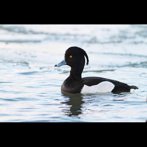<i>Aythya fuligula</i> (Linnaeus, 1758) © J.P. Siblet