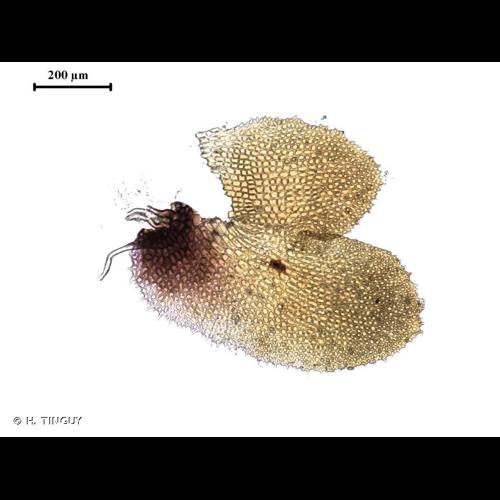 <i>Diplophyllum obtusifolium</i> (Hook.) Dumort., 1835 © H. TINGUY