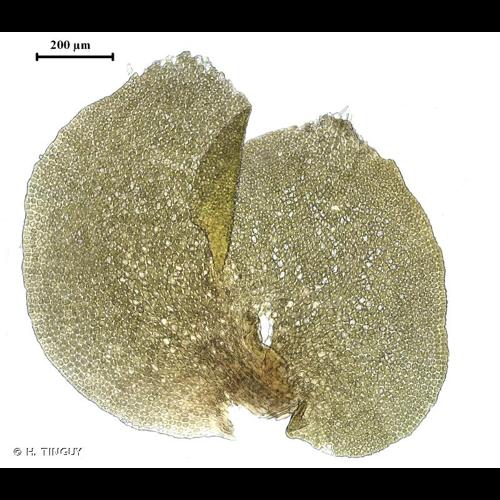 <i>Scapania aequiloba</i> (Schwägr.) Dumort., 1835 © H. TINGUY