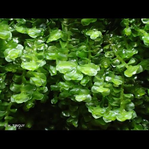 <i>Scapania compacta</i> (Roth) Dumort., 1835 © H. TINGUY