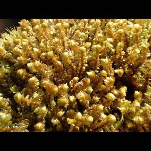 <i>Scapania gracilis</i> Lindb., 1873 © H. TINGUY