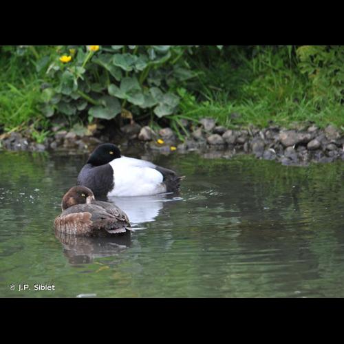 <i>Aythya marila</i> (Linnaeus, 1761) © J.P. Siblet