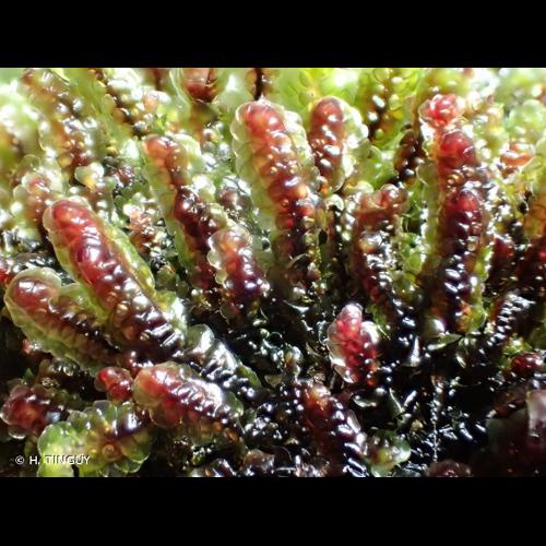 <i>Scapania undulata</i> (L.) Dumort., 1835 © H. TINGUY