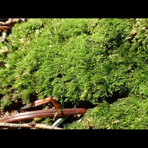 <i>Cephaloziella divaricata</i> (Sm.) Schiffn., 1909 © H. TINGUY