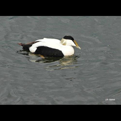 <i>Somateria mollissima</i> (Linnaeus, 1758) &copy; J.P. Siblet