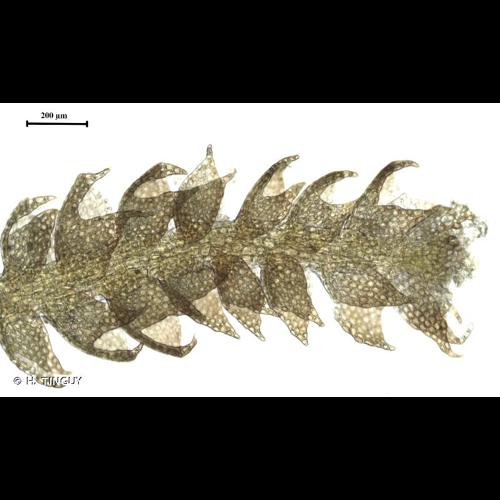 <i>Cephalozia ambigua</i> C.Massal., 1907 © H. TINGUY