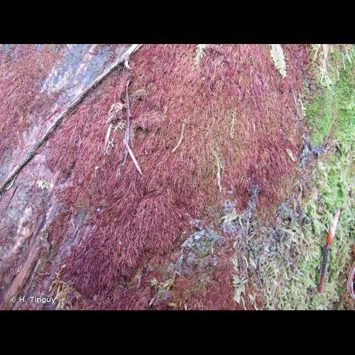 <i>Nowellia curvifolia</i> (Dicks.) Mitt., 1870 © H. Tinguy