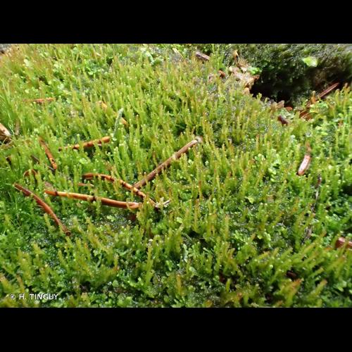 <i>Odontoschisma denudatum</i> (Mart.) Dumort., 1835 © H. TINGUY