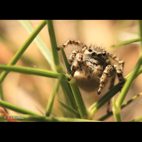 <i>Aelurillus v-insignitus</i> (Clerck, 1758) © J. LAIGNEL