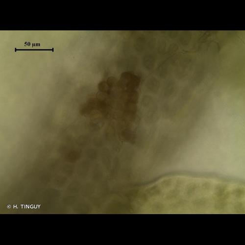 <i>Odontoschisma sphagni</i> (Dicks.) Dumort., 1835 © H. TINGUY