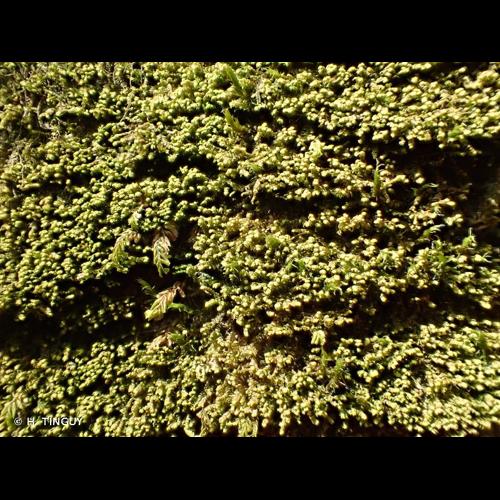 <i>Bazzania flaccida</i> (Dumort.) Grolle, 1972 © H. TINGUY