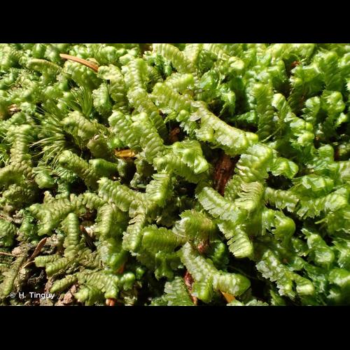 <i>Bazzania trilobata</i> (L.) Gray, 1821 © H. Tinguy