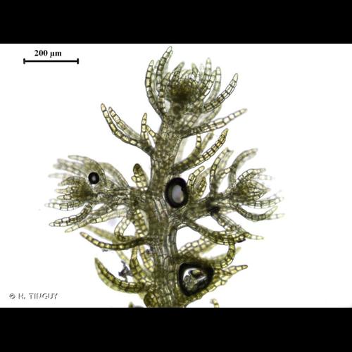 <i>Kurzia pauciflora</i> (Dicks.) Grolle, 1963 © H. TINGUY