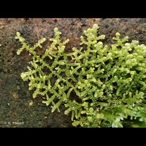 <i>Lepidozia reptans</i> (L.) Dumort., 1835 © H. TINGUY