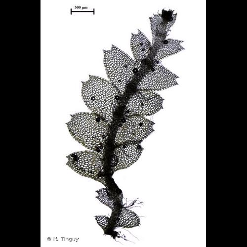 <i>Calypogeia arguta</i> Nees & Mont., 1838 © H. Tinguy