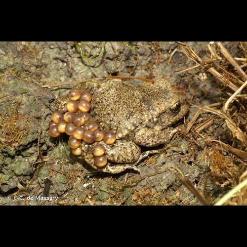 <i>Alytes obstetricans</i> (Laurenti, 1768) © J.-C. de Massary