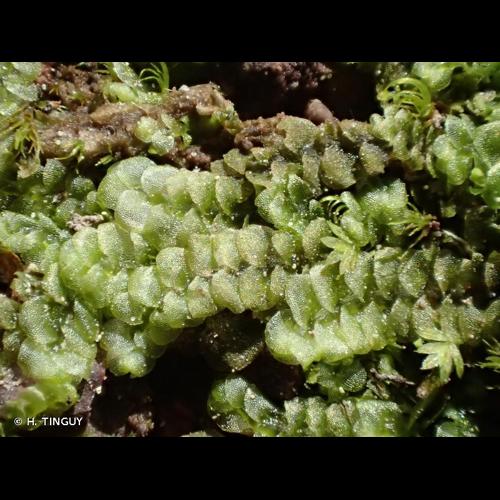 <i>Calypogeia fissa</i> (L.) Raddi, 1818 © H. TINGUY