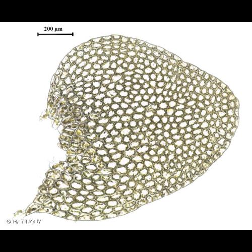 <i>Calypogeia muelleriana</i> (Schiffn.) Müll.Frib., 1901 © H. TINGUY