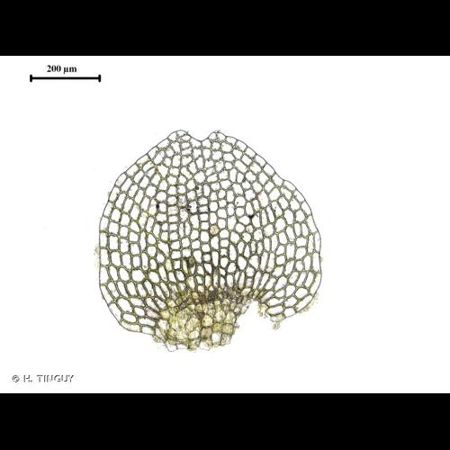 <i>Calypogeia neesiana</i> (C.Massal. & Carestia) Müll.Frib., 1905 © H. TINGUY