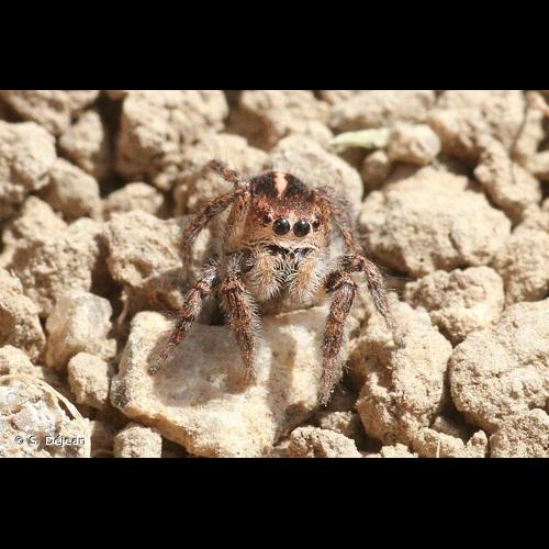 <i>Pellenes tripunctatus</i> (Walckenaer, 1802) &copy; S. Déjean