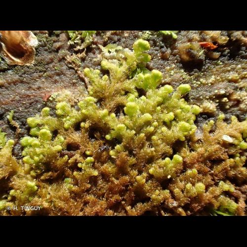 <i>Ptilidium pulcherrimum</i> (Weber) Vain. © H. TINGUY