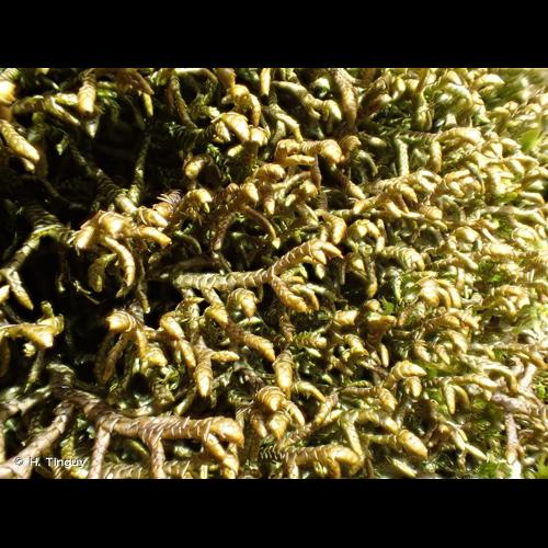 <i>Porella arboris-vitae</i> (With.) Grolle, 1969 © H. Tinguy