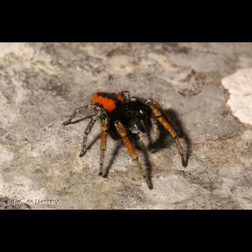 <i>Philaeus chrysops</i> (Poda, 1761) © J.-C. de Massary