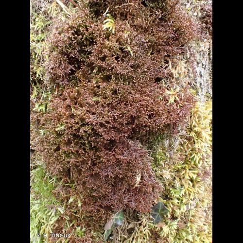 <i>Frullania tamarisci</i> (L.) Dumort., 1835 © H. TINGUY