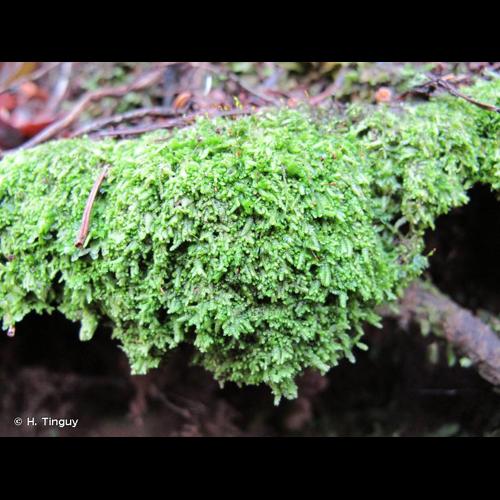 <i>Lejeunea cavifolia</i> (Ehrh.) Lindb., 1871 © H. Tinguy