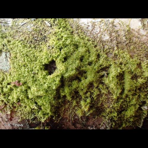 <i>Microlejeunea ulicina</i> (Taylor) A.Evans © H. Tinguy