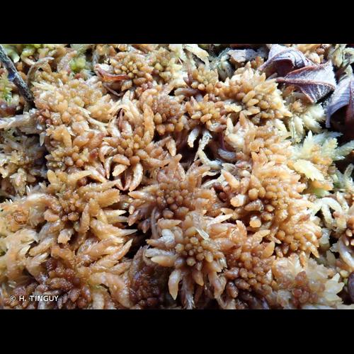 <i>Sphagnum affine</i> Renauld & Cardot, 1885 © H. TINGUY