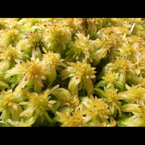 <i>Sphagnum angustifolium</i> (C.E.O.Jensen ex Russow) C.E.O.Jensen © H. TINGUY